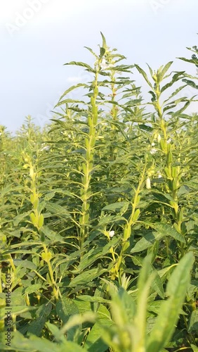 Green sesame farm for harvest and business , sesame seedsa and flowers photo