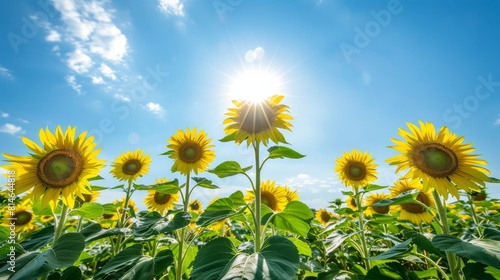 Golden sunflowers blooming in field at sunset  vibrant summertime scenic beauty