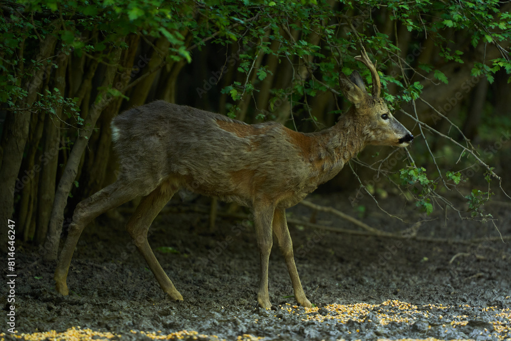 Fototapeta premium Old roebuck in the forest