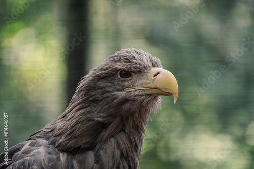 Majestic eagle with a keen eye surveys its domain  the embodiment of wild freedom