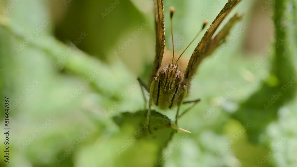 Frontal View of a Comma Butterfly Frontal View of a Comma Butterfly