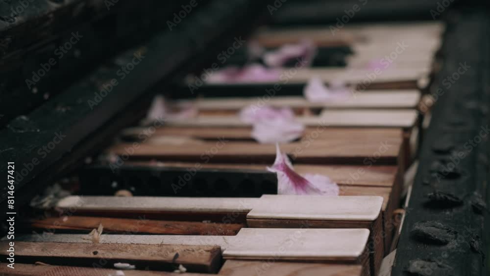 Old broken piano keys with scattered flower petals. Camera moves along the line of keys, worn abandoned state of instrument and delicate contrast of petals. Old broken piano keys with scattered flower petals. Camera moves along the line of keys, worn abandoned state of instrument and delicate contrast of petals.