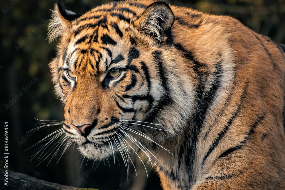 Fototapeta premium Majestic Bengal tiger standing in profile in a natural, outdoor environment.