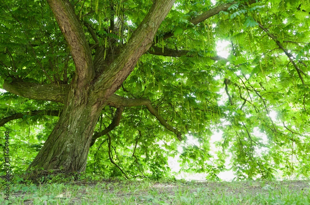 Obraz premium a large tree that is next to some grass and trees