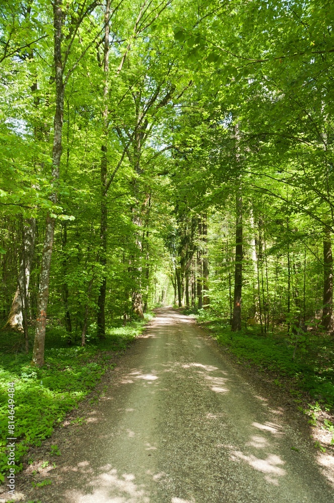 a dirt path going through a forest filled with trees and grass a dirt path going through a forest filled with trees and grass