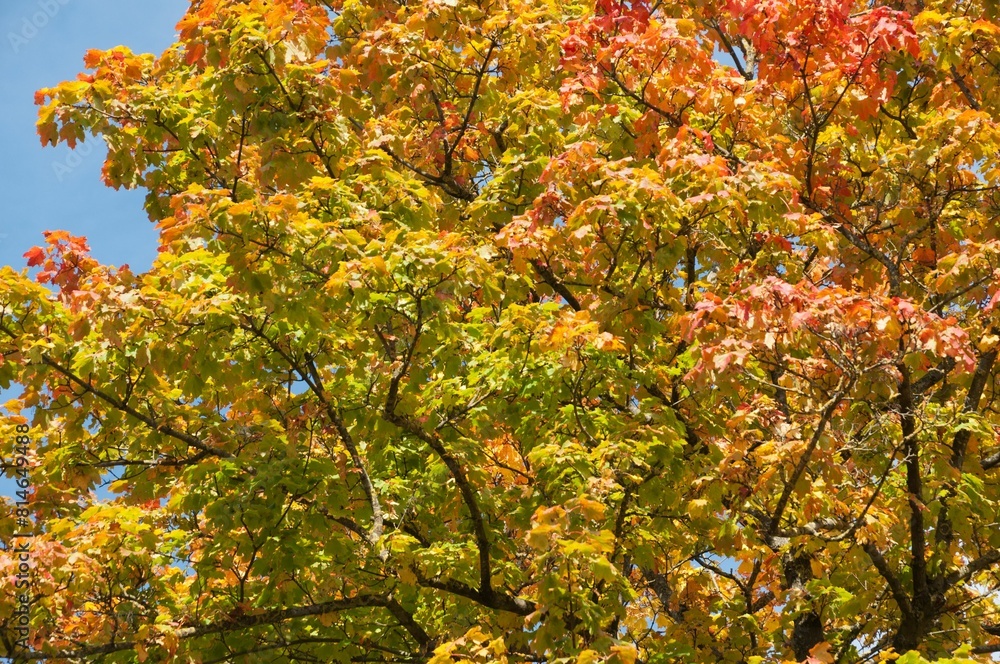the branches of an orange and yellow tree with bright leaves