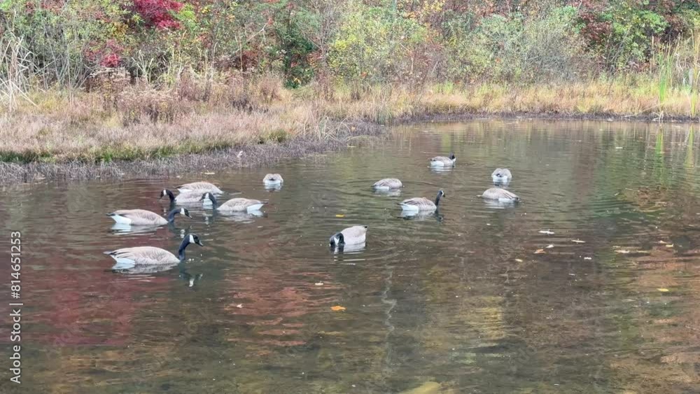 Small gaggle of cackling geese swimming in the shallow river water searching for food in daytime Small gaggle of cackling geese swimming in the shallow river water searching for food in daytime