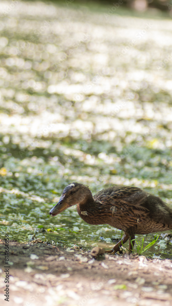 detail nah Enten am wasser blüten essen sommer kücken jung frei detail nah Enten am wasser blüten essen sommer kücken jung frei
