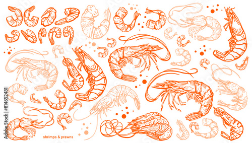 Hand drawn isolated vector set of shrimps and prawns. Shrimps and langoustines on a white background.. Seafood, food vintage illustration	