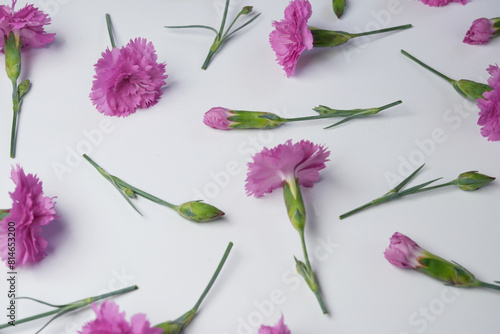Seamless pattern of carnation flowers on a white background. Side view.