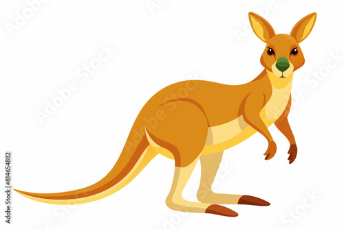 kangaroo cartoon vector illustration