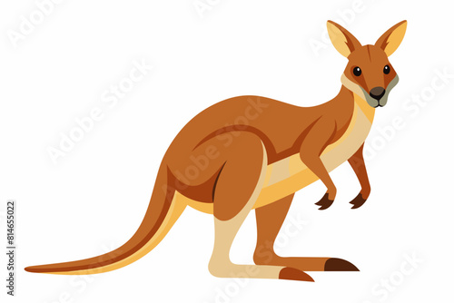 kangaroo cartoon vector illustration
