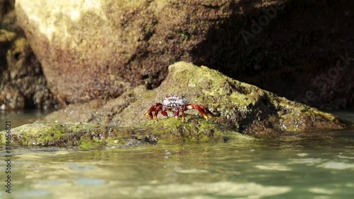 Crabs on a rock, walking free, sea level goes up and down 24fps photo