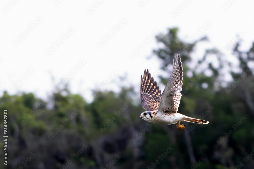 Fototapeta premium Closeup of a The American Kestrel in flight with a blurry background