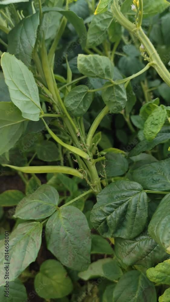 Cyamopsis tetragonoloba, Cluster beans plant with vegetables , push in shot Cyamopsis tetragonoloba, Cluster beans plant with vegetables , push in shot