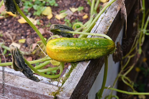 фотографія Overgrown cucumber in the garden