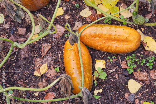 Fotografija Overgrown cucumbers in the garden