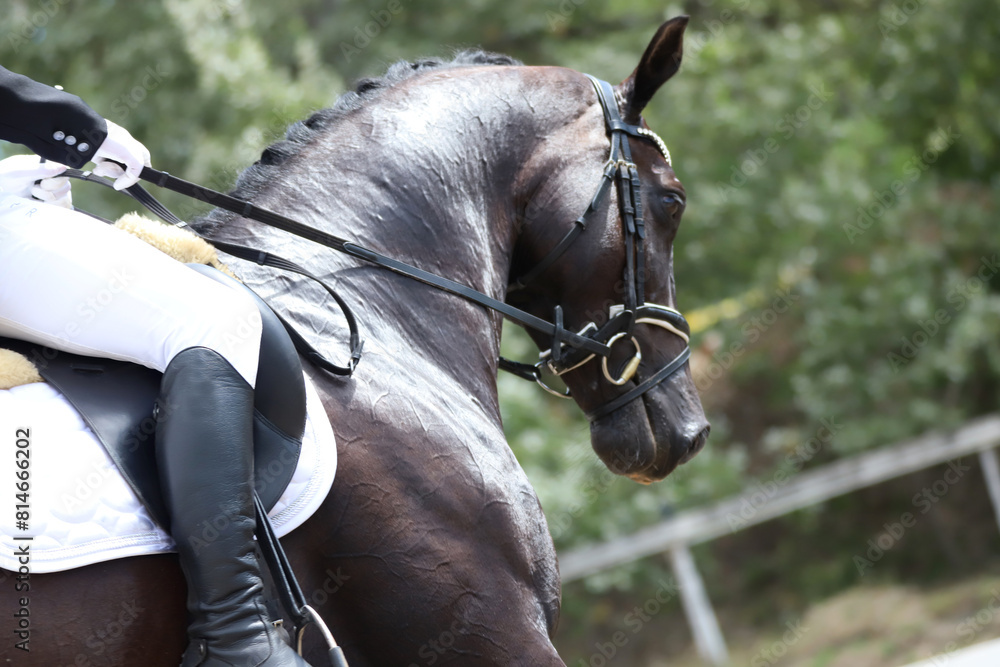 Fototapeta premium Closeup of a horse portrait during competition training