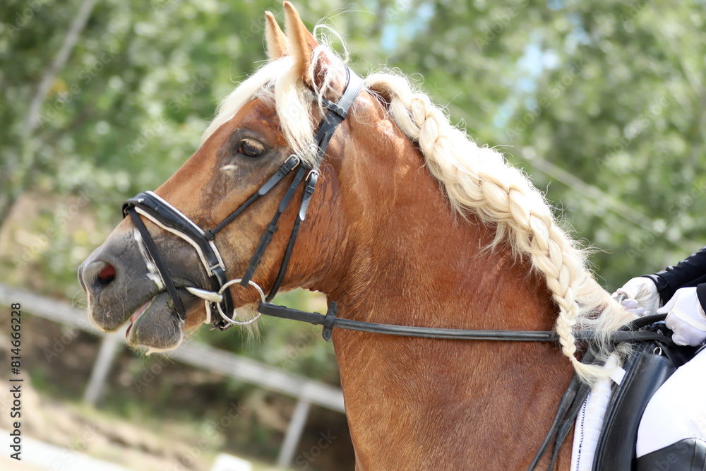 Obraz premium Closeup of a horse portrait during competition training