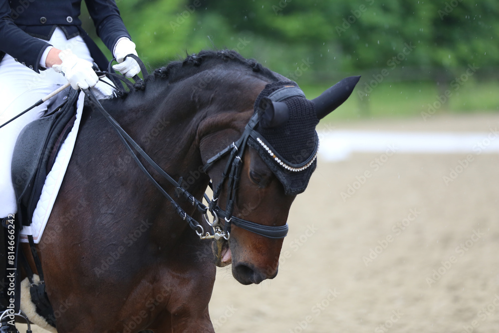 Obraz premium Closeup of a horse portrait during competition training
