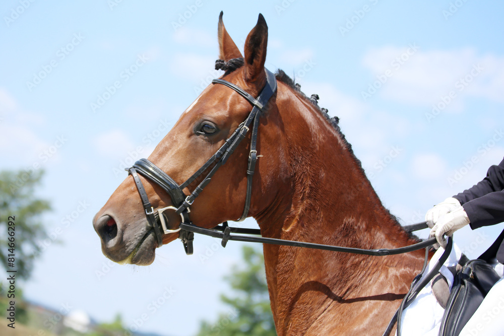 Closeup of a horse portrait during competition training Closeup of a horse portrait during competition training