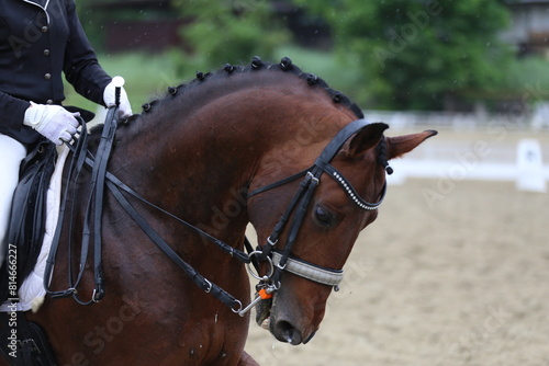 Closeup of a horse portrait during competition training © acceptfoto