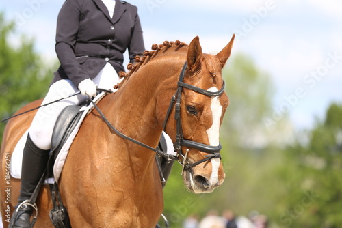 Closeup of a horse portrait during competition training © acceptfoto