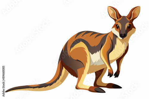 wallaby cartoon vector illustration