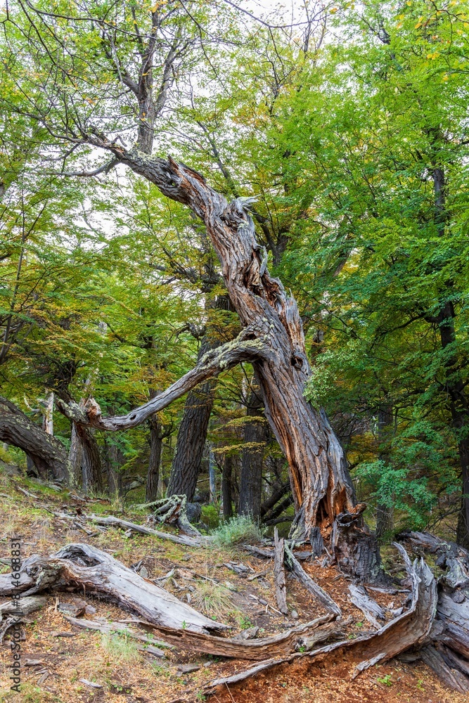 Half-broken tree stands in a lush green forested area. El Chalten, Argentina Half-broken tree stands in a lush green forested area. El Chalten, Argentina