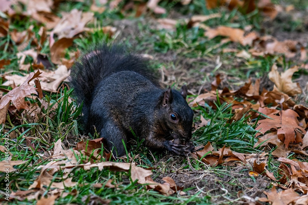Dark brown squirrel holding a nut while foraging in a park Dark brown squirrel holding a nut while foraging in a park