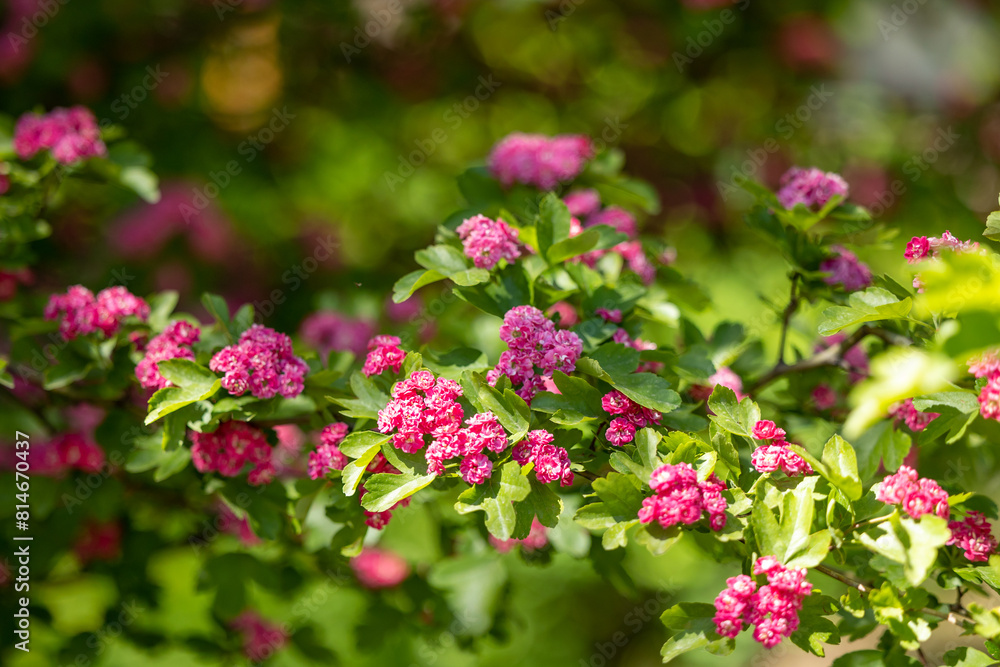 Obraz premium Pink hawthorn flowers on branches