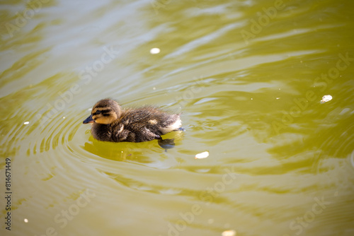 Little duckling in the pond