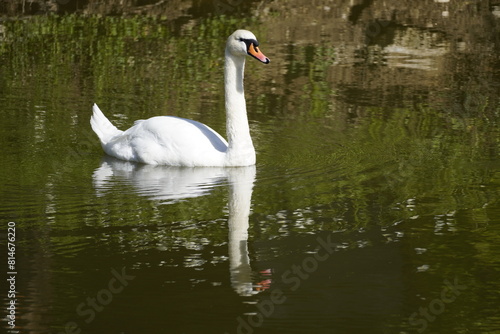 Beautiful swan on a lake.