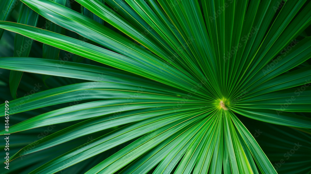 Obraz premium Striped of palm leaf, Abstract green texture background