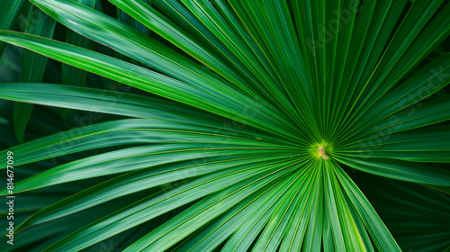 Striped of palm leaf, Abstract green texture background