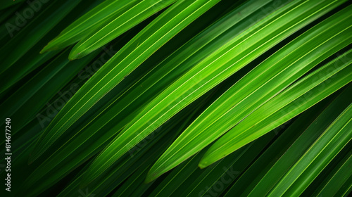 Striped of palm leaf, Abstract green texture background