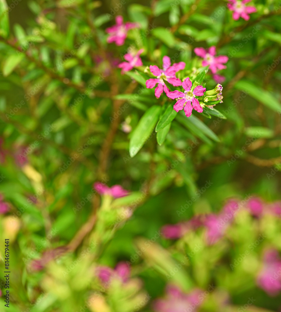 Beautiful close-up of cuphea hyssopifolia Beautiful close-up of cuphea hyssopifolia