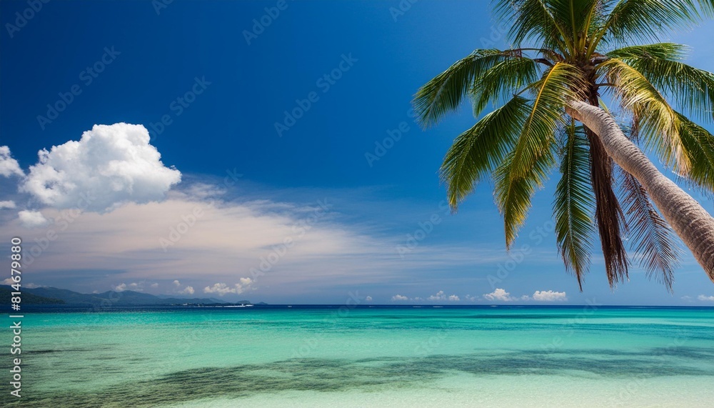 palm tree over a tropical beach