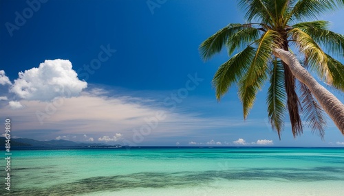 palm tree over a tropical beach © Ashleigh