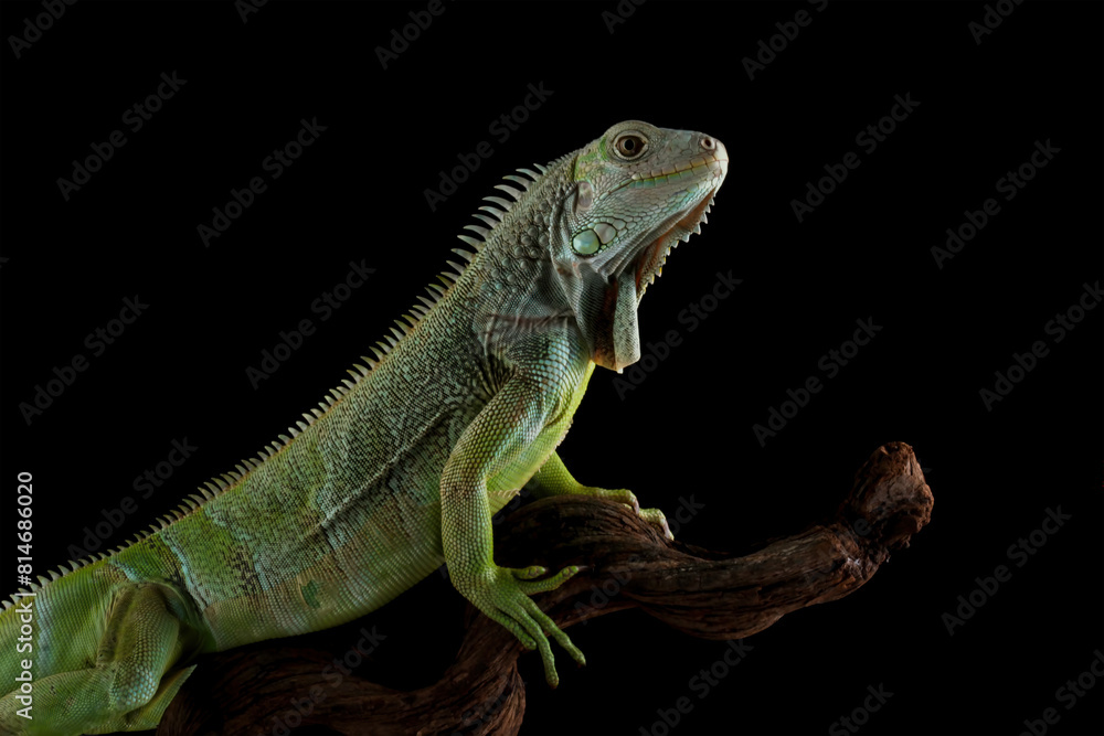 Fototapeta premium Colombian green iguana isolated on black background
