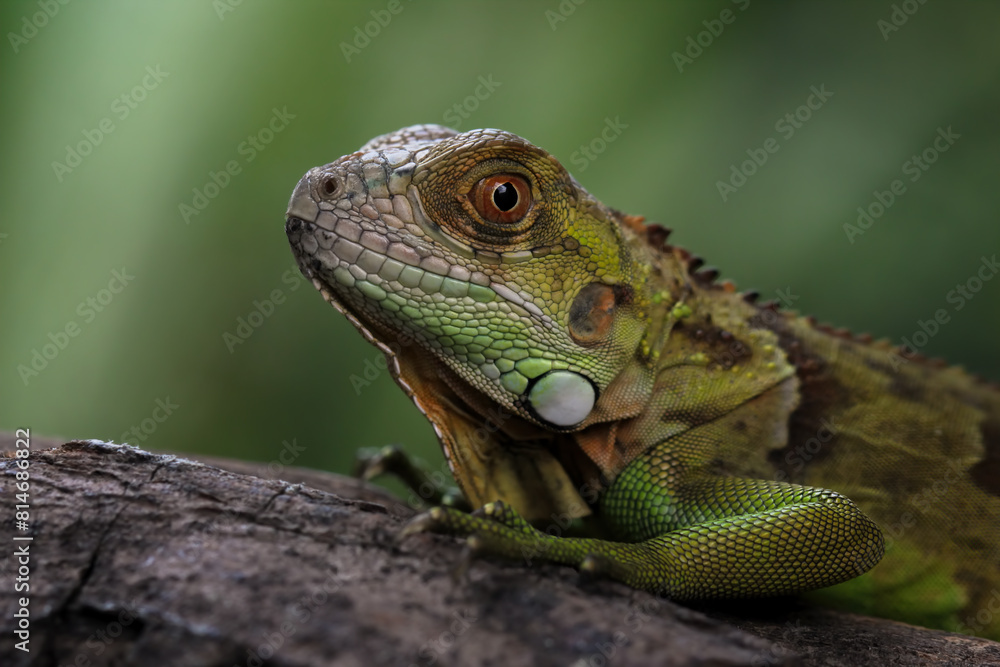 red green iguana on a branch