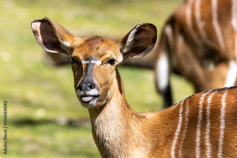 Fototapeta premium Nyala Antelope - Tragelaphus angasii. Wild life animal.