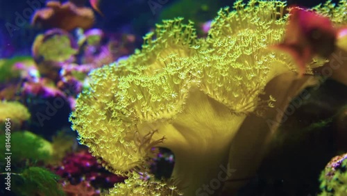 Toadstool Leather Corals and swimming fish, deep sea life close up. Sarcophyton spp. soft coral with stars shaped polyps sways in aquarium