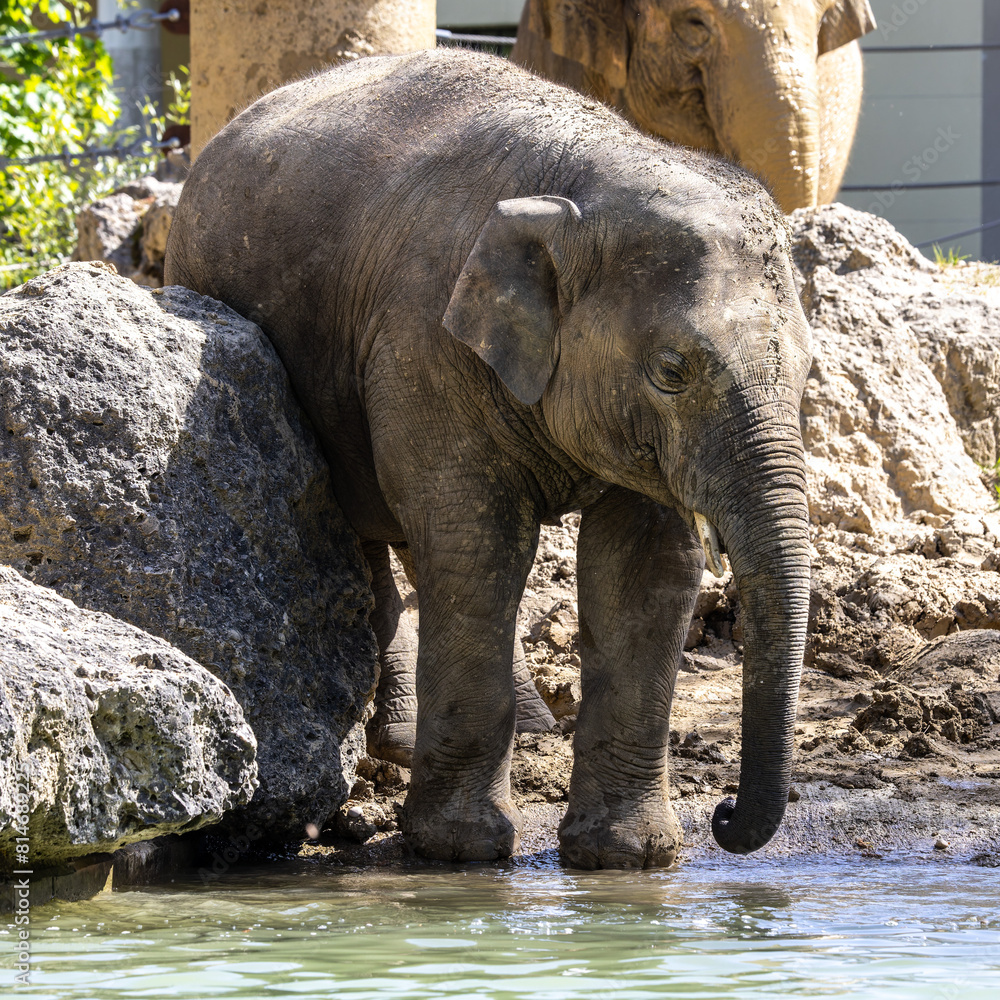 The Asian elephant, Elephas maximus also called Asiatic elephant The Asian elephant, Elephas maximus also called Asiatic elephant