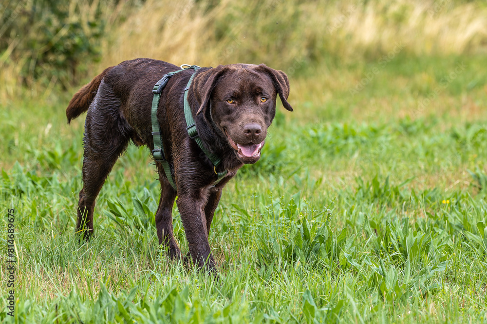 Labrador retriever, Canis lupus familiaris on a grass field. Healthy chocolate brown labrador retriever Labrador retriever, Canis lupus familiaris on a grass field. Healthy chocolate brown labrador retriever