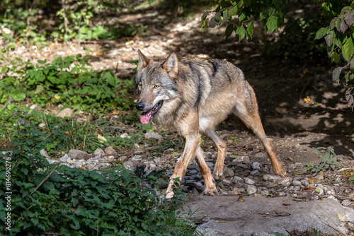 European Grey Wolf  Canis lupus in a german park