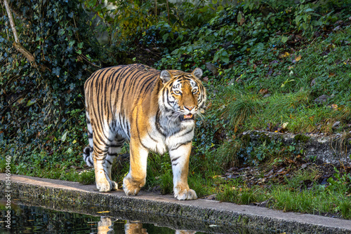 The Siberian tiger Panthera tigris altaica in a park