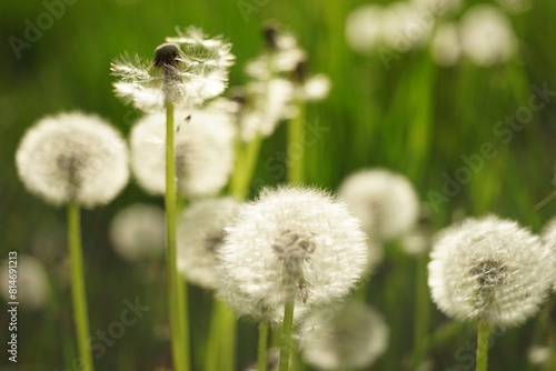 Spring field with fluffy dandelion flowers grow in green grass