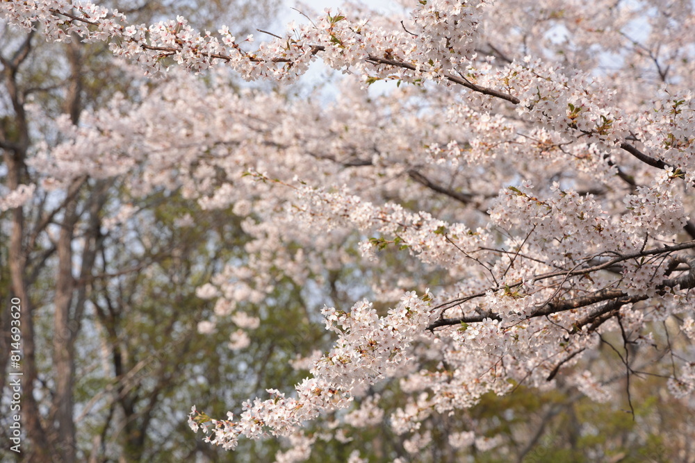 満開のソメイヨシノ
