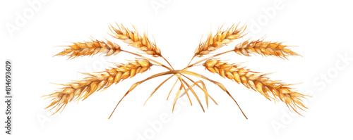 Wheat bread ears cereal crop. vector simple illustration
